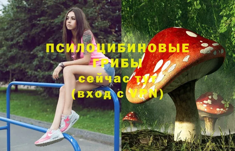 Псилоцибиновые грибы Psilocybe Порхов